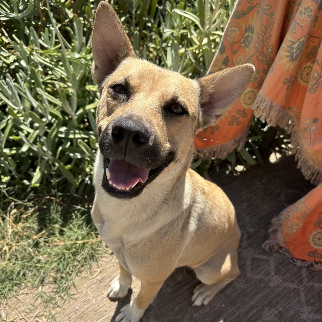 Honey, Adoptable, Adult Female German Shepherd Dog & Carolina Dog.
