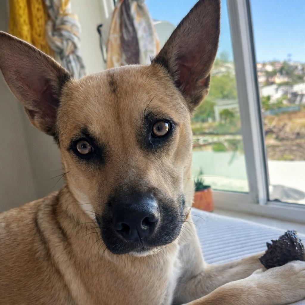 Honey, a Adoptable mixed breed in San Diego, CA image 2/6