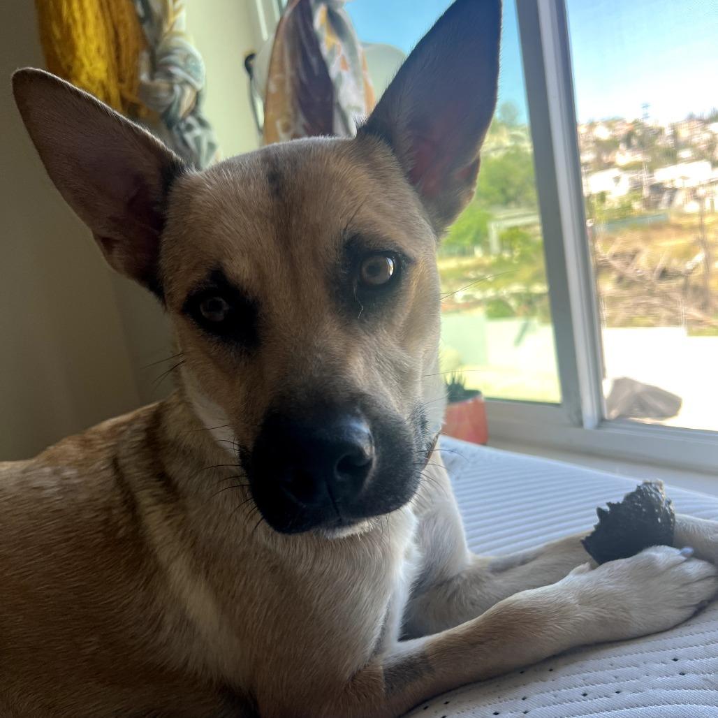 Honey, a Adoptable mixed breed in San Diego, CA image 3/6