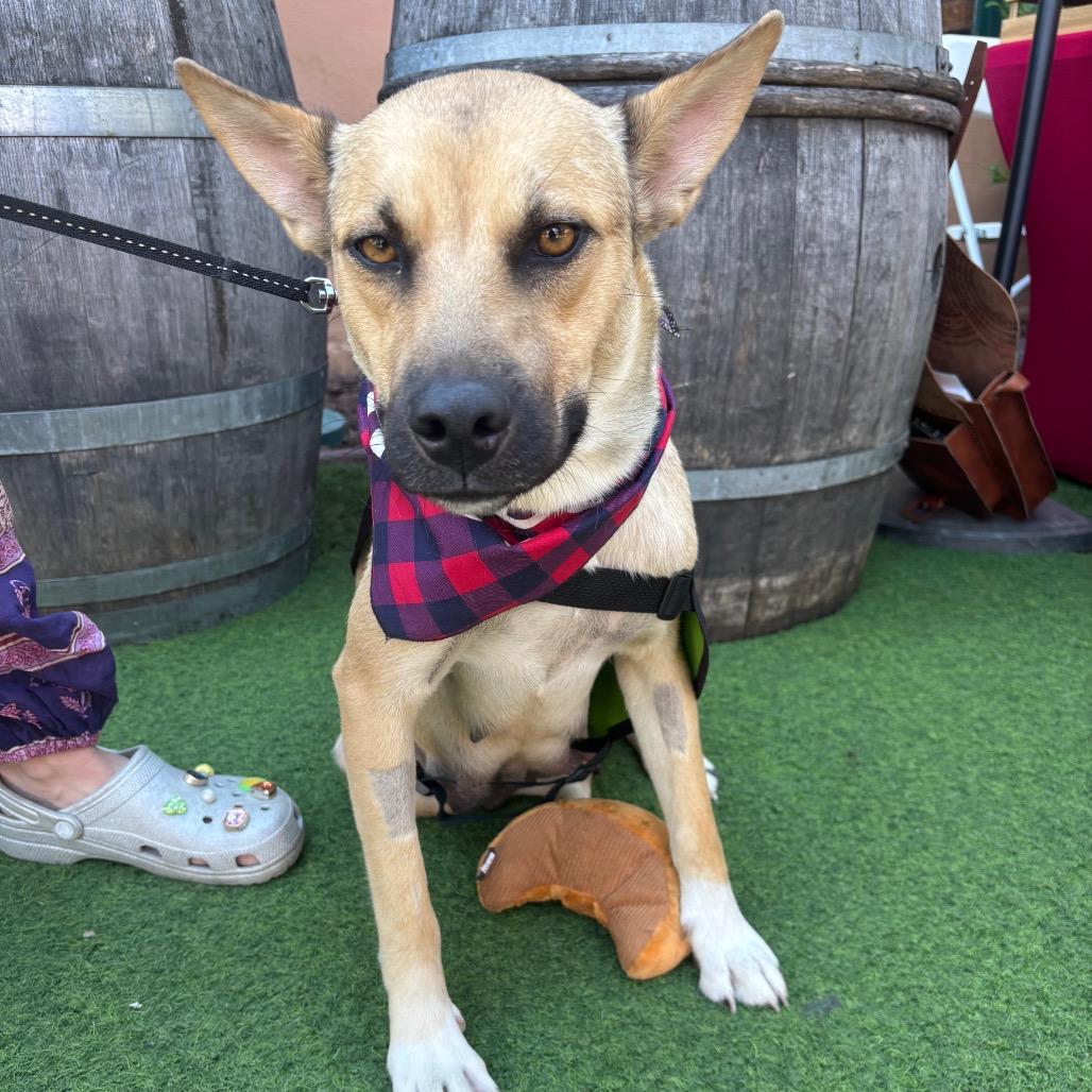 Honey, a Adoptable mixed breed in San Diego, CA image 4/6