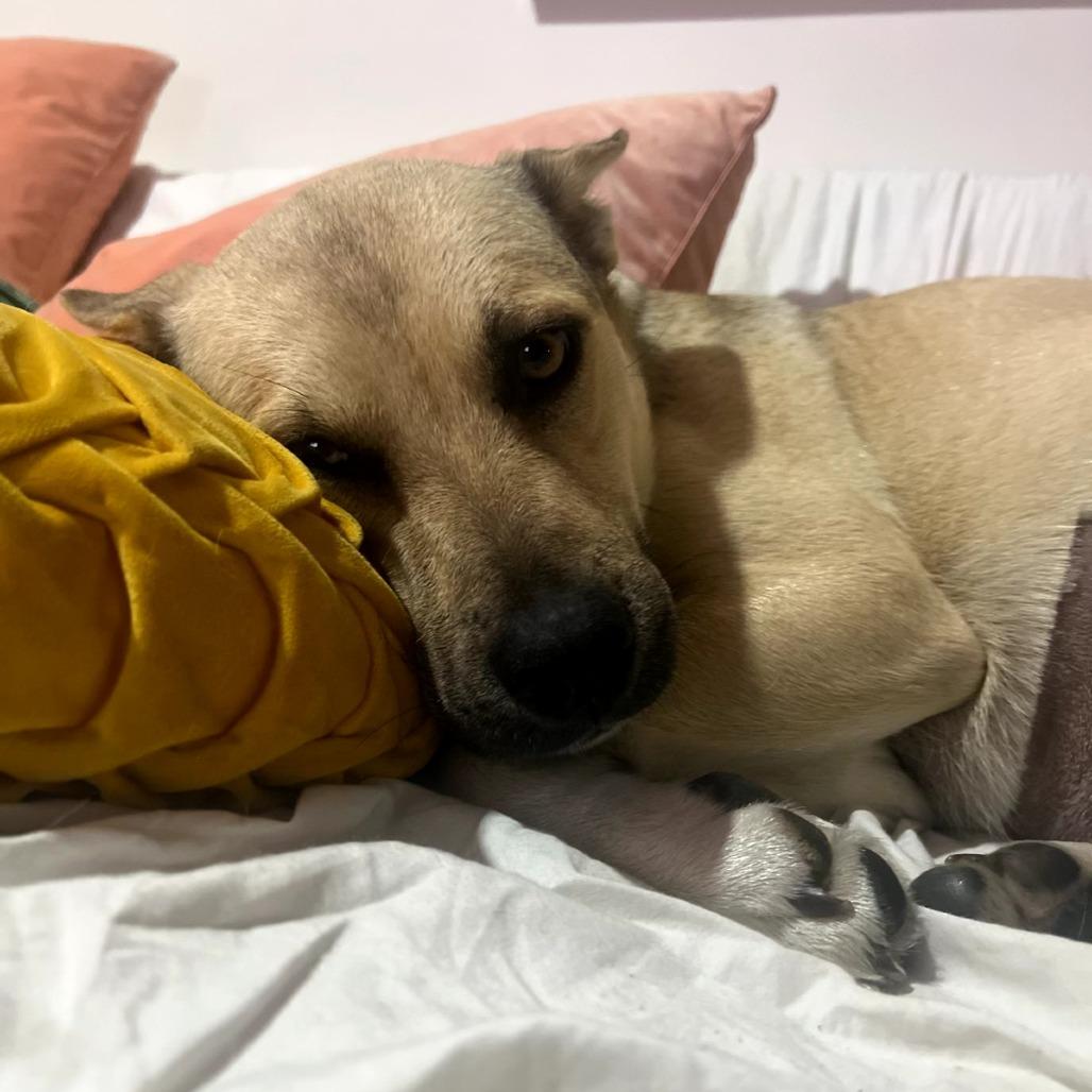 Honey, a Adoptable mixed breed in San Diego, CA image 5/6