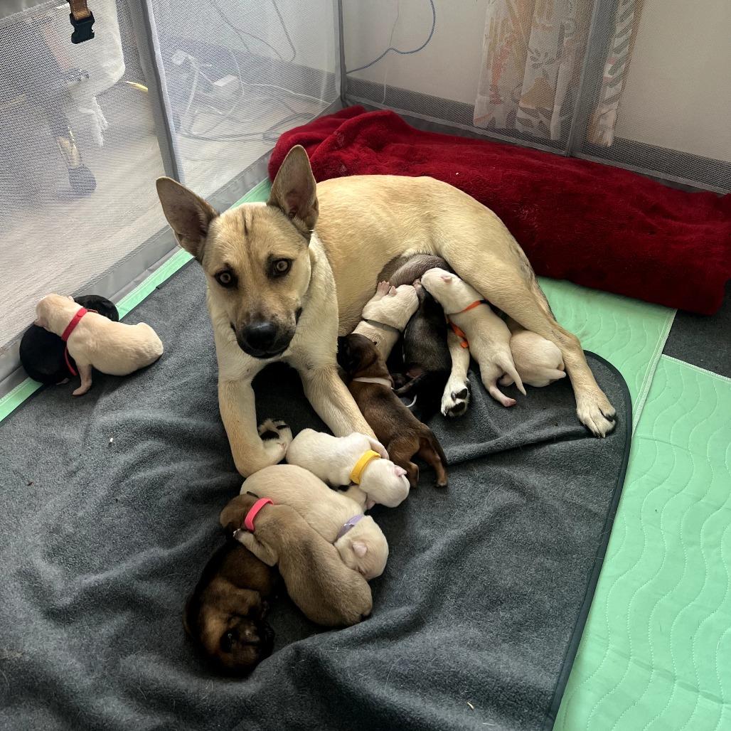Honey, a Adoptable mixed breed in San Diego, CA image 6/6