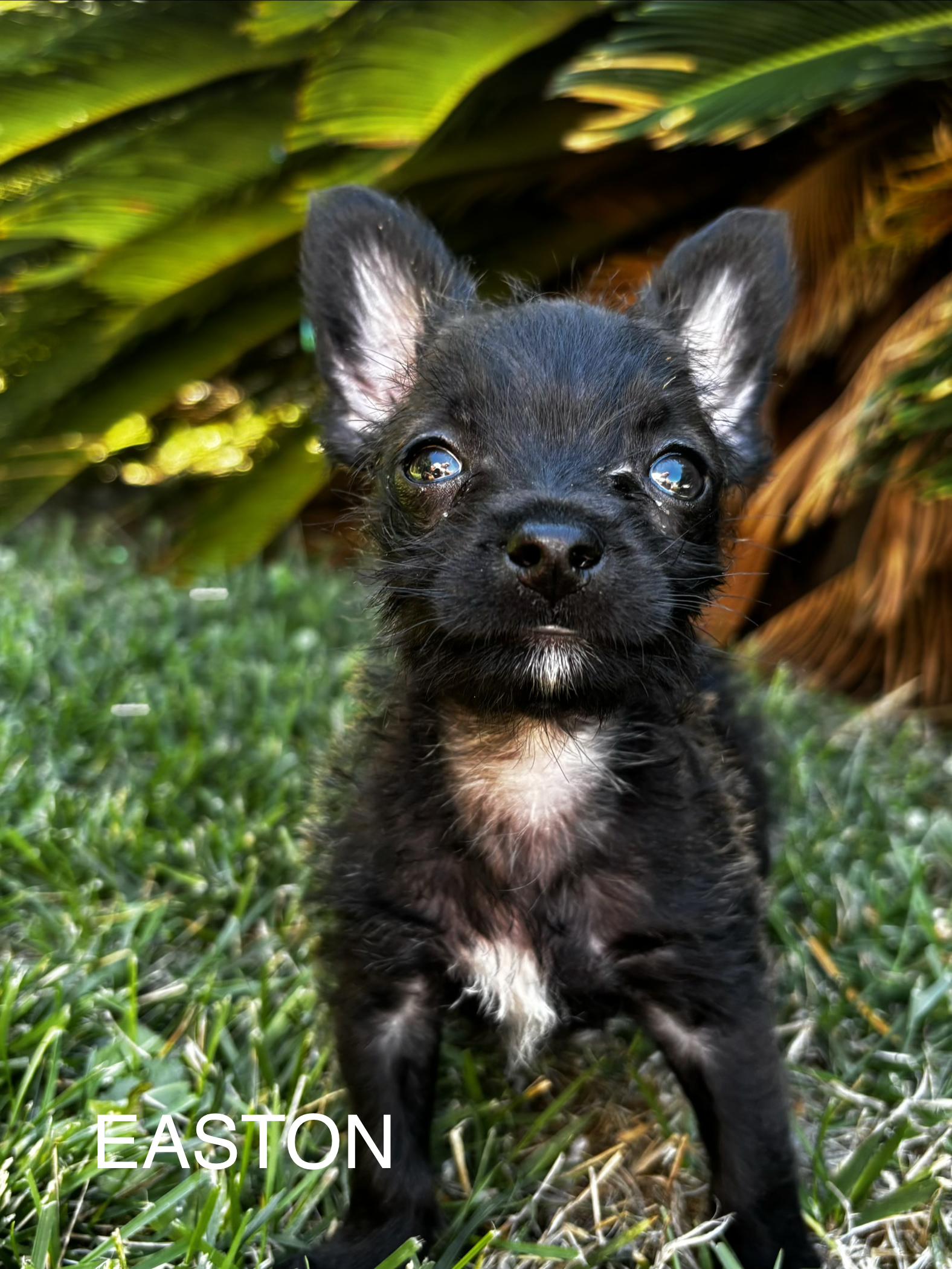 Easton, ADOPTABLE, Puppy Male Terrier.