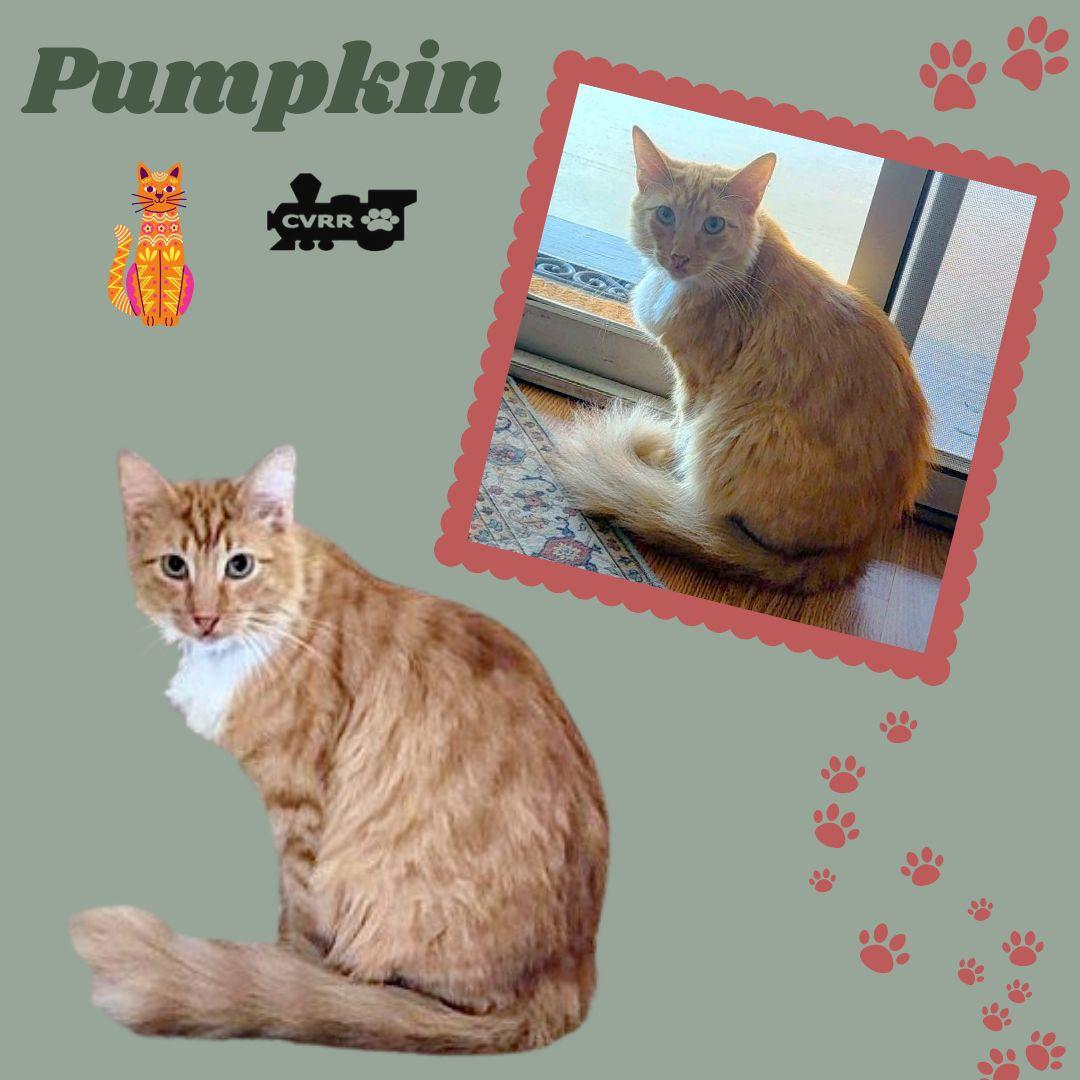 Pumpkin