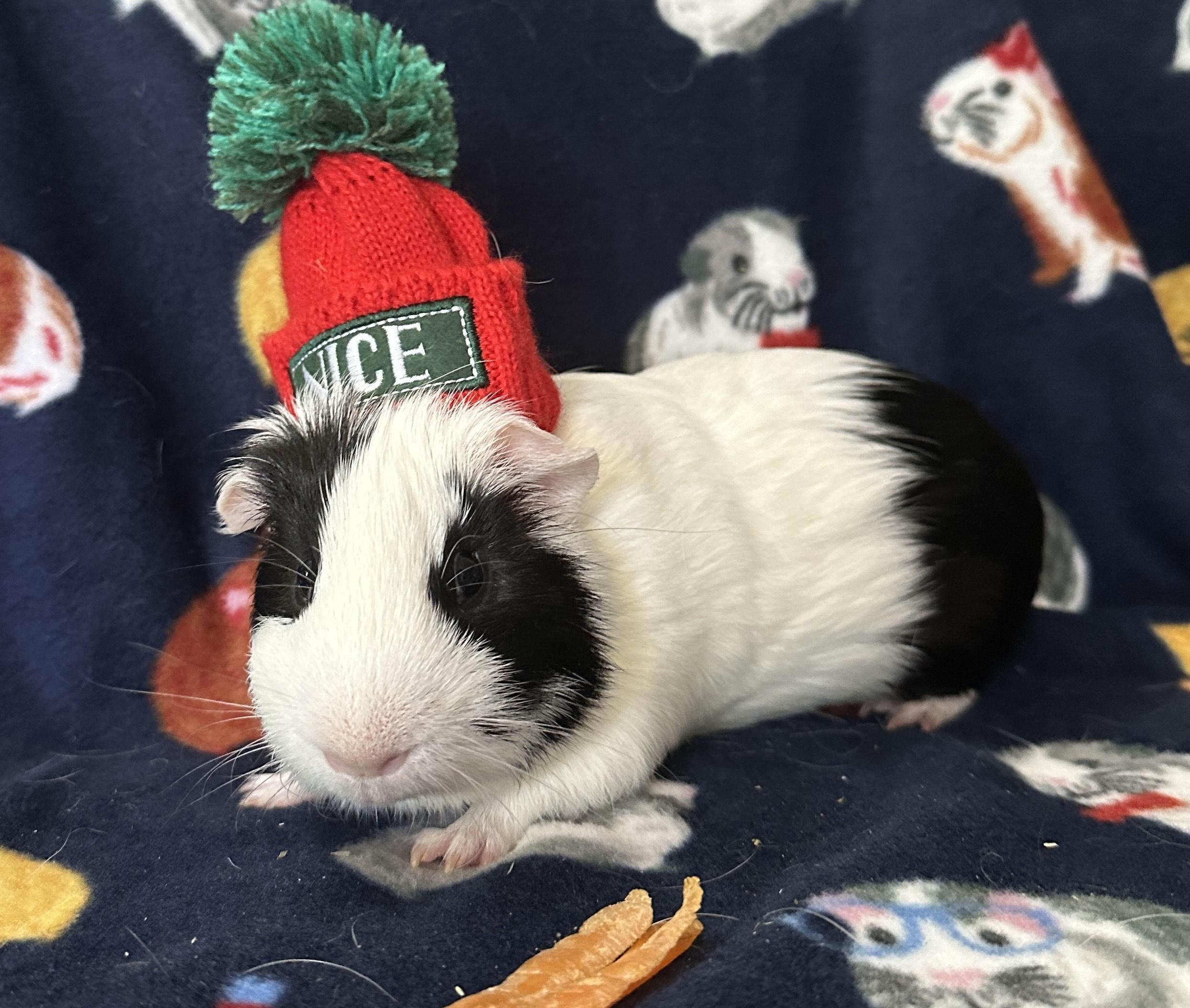 Lennie, a Adoptable Guinea Pig in Austin, TX image 1/4