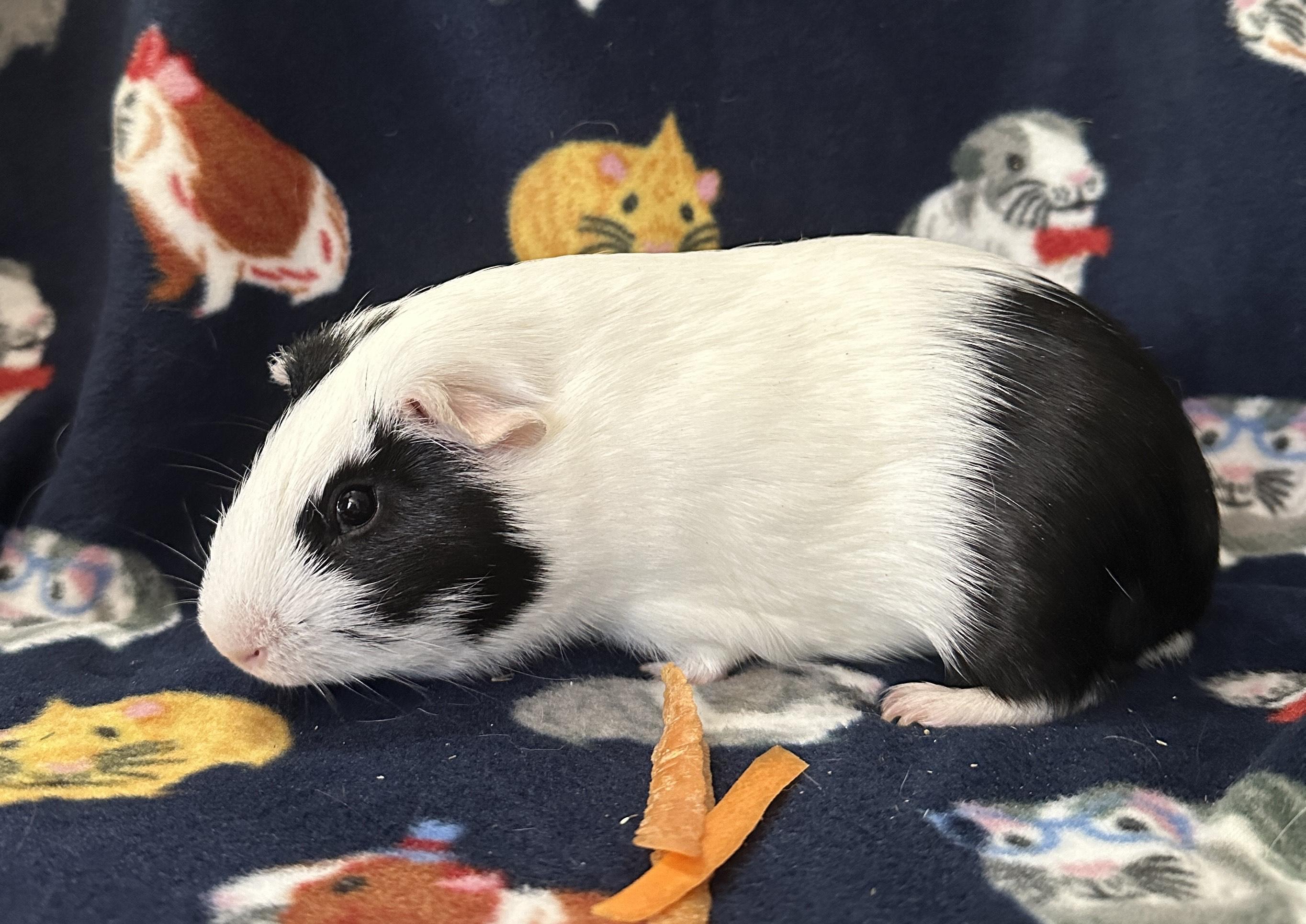 Lennie, a Adoptable Guinea Pig in Austin, TX image 2/4