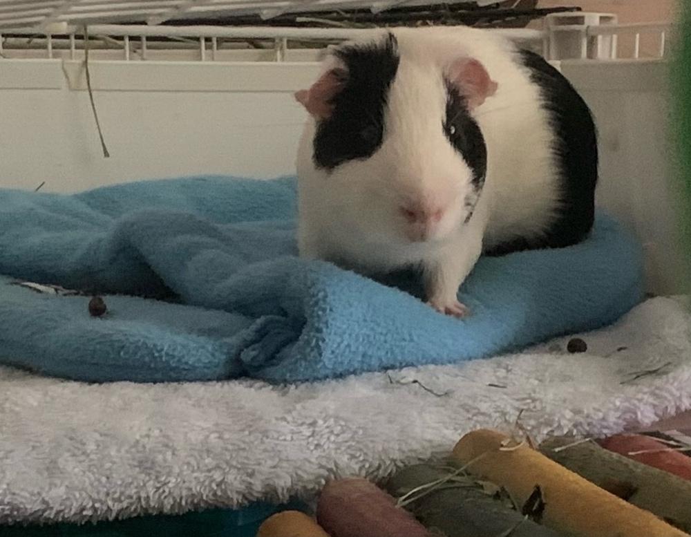 Lennie, a Adoptable Guinea Pig in Austin, TX image 3/4