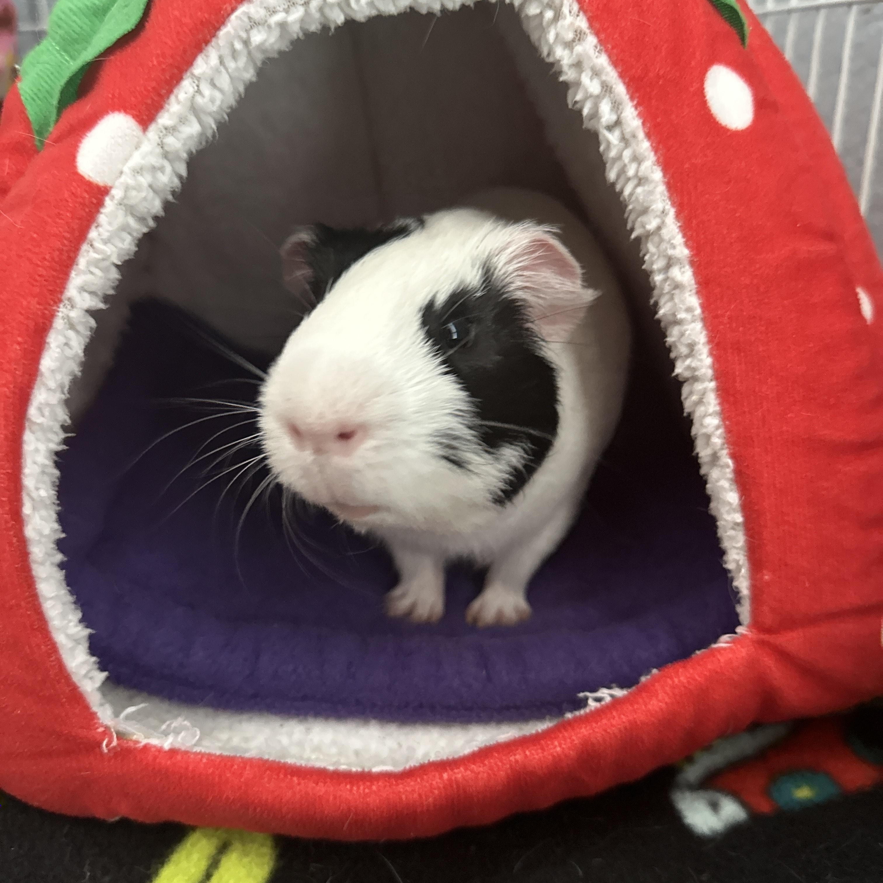 Lennie, a Adoptable Guinea Pig in Austin, TX image 4/4