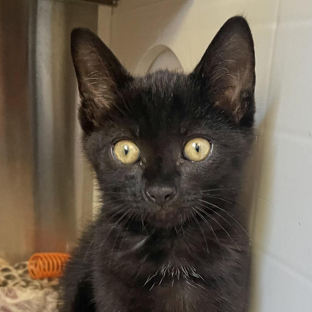 Inky, Adoptable, Kitten Male Domestic Short Hair.