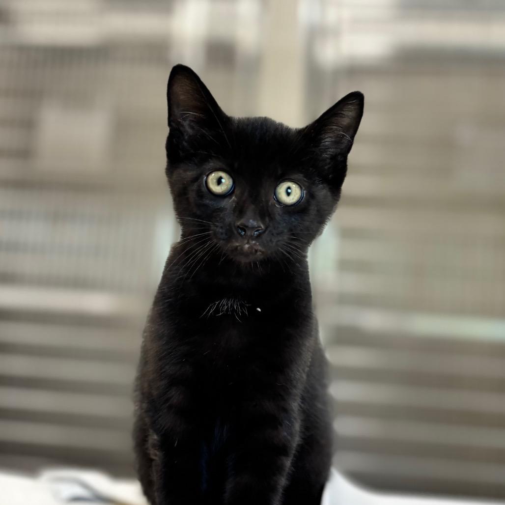 Enlarge Inky, a Adoptable Domestic Short Hair in Nashville, IN image 2/4