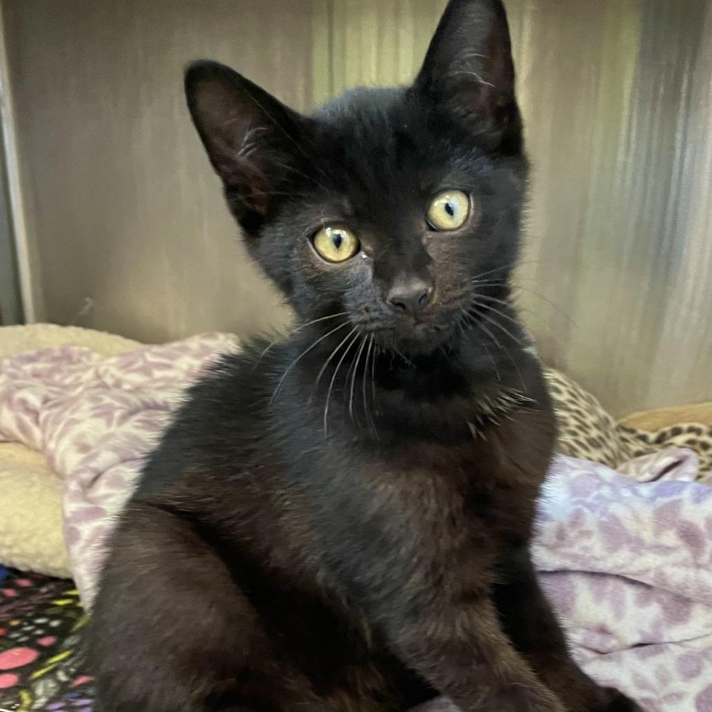 Enlarge Inky, a Adoptable Domestic Short Hair in Nashville, IN image 3/4