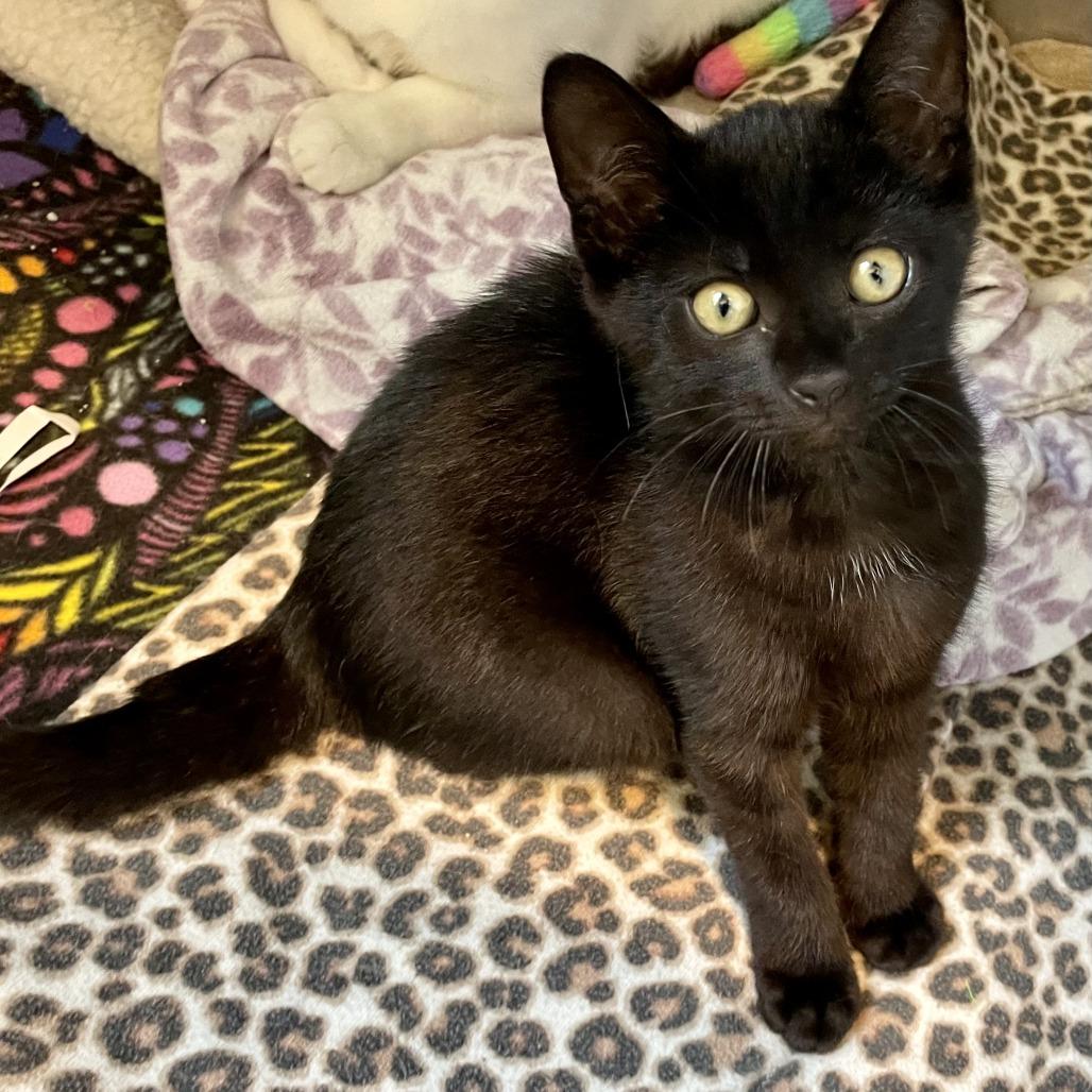 Enlarge Inky, a Adoptable Domestic Short Hair in Nashville, IN image 4/4