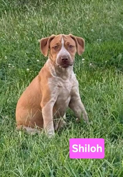 Shilo, Adoptable, Puppy Female Black Mouth Cur & Mixed Breed.