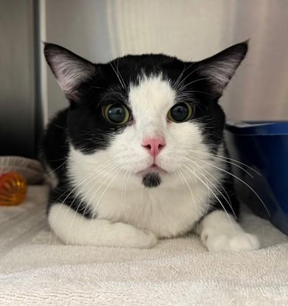 Cartier, a Adoptable Domestic Short Hair in Willmar, MN image 1/3