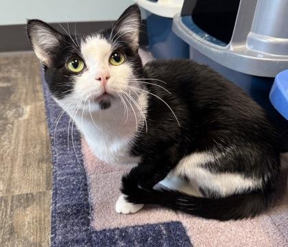 Enlarge Cartier, a Adoptable Domestic Short Hair in Willmar, MN image 3/3