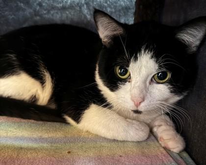 Cartier, a Adoptable Domestic Short Hair in Willmar, MN image 2/2