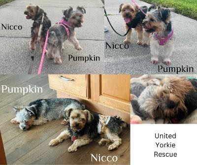 Pumpkin & Nicco, a Adopted Yorkshire Terrier in Miami, FL image 1/2