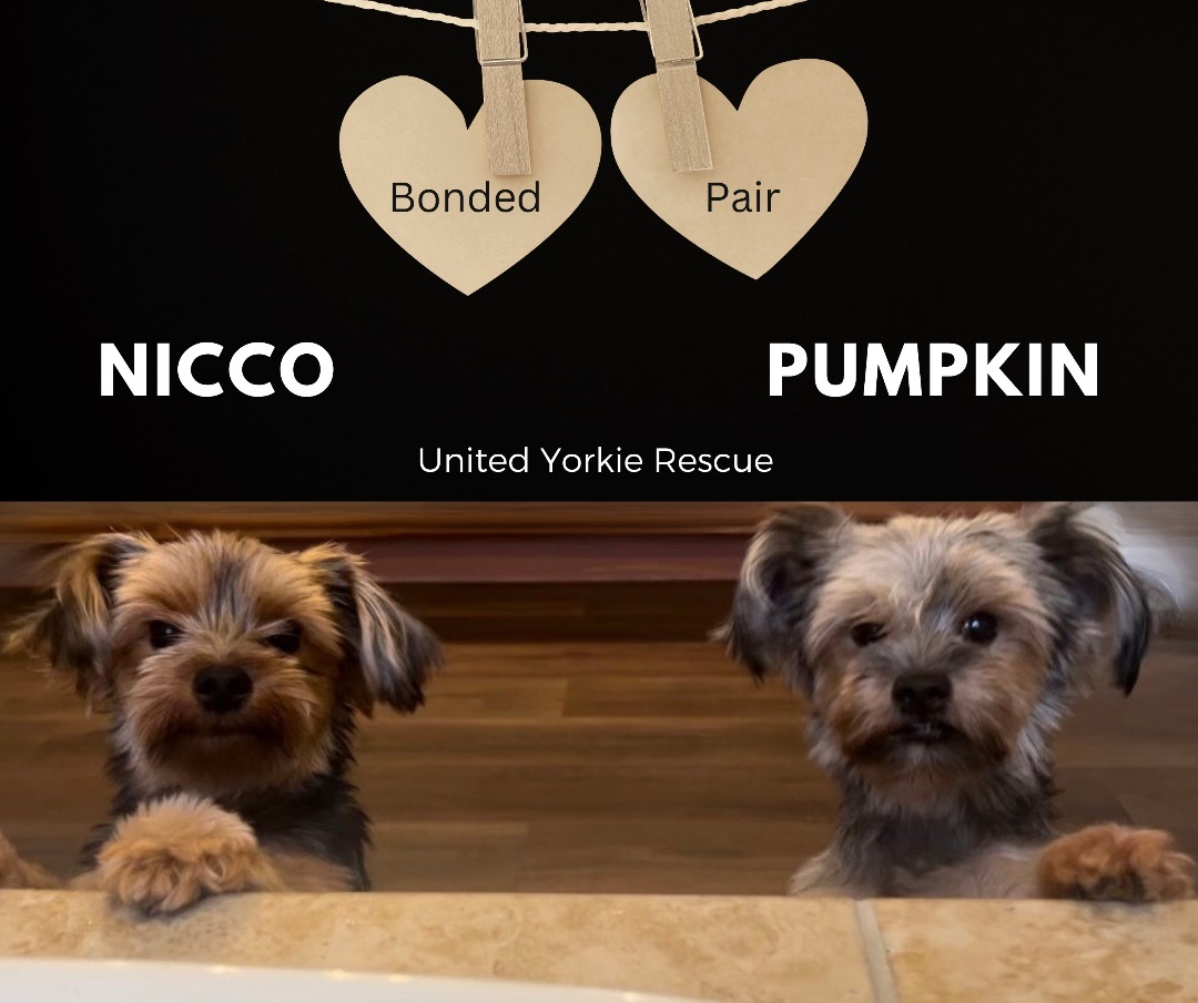 Pumpkin & Nicco, a Adopted Yorkshire Terrier in Miami, FL image 2/2