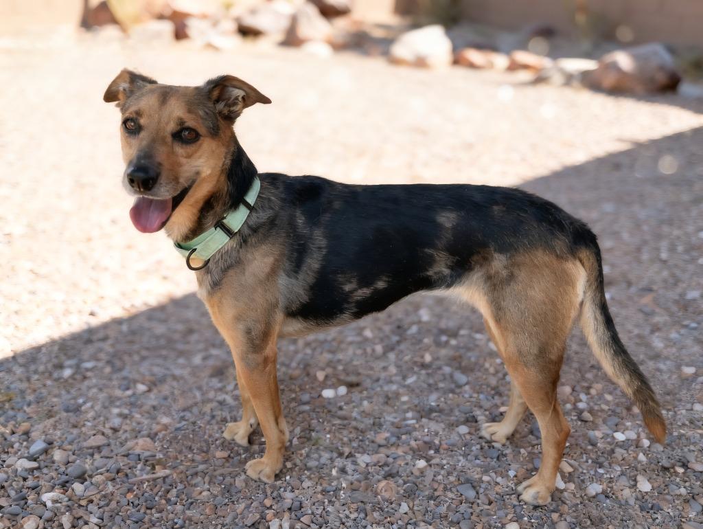 Agria, a Adoptable mixed breed in Cottonwood, AZ image 4/4