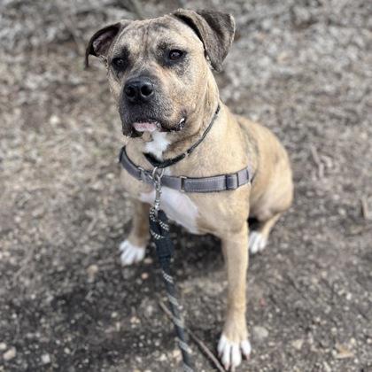 Enlarge Carmine, a Adoptable mixed breed in Janesville, WI image 1/3