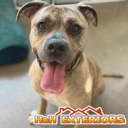 Enlarge Carmine, a Adoptable mixed breed in Janesville, WI image 2/3