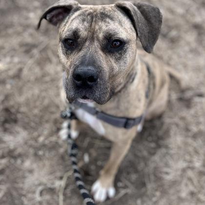 Enlarge Carmine, a Adoptable mixed breed in Janesville, WI image 2/3
