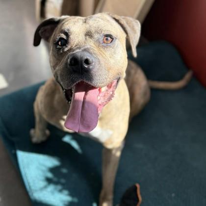 Enlarge Carmine, a Adoptable mixed breed in Janesville, WI image 2/3