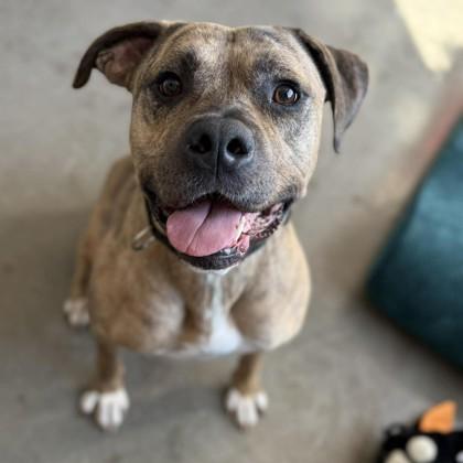 Enlarge Carmine, a Adoptable mixed breed in Janesville, WI image 3/3