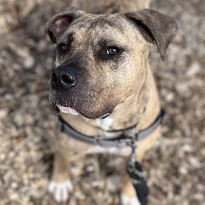 Enlarge Carmine, a Adoptable mixed breed in Janesville, WI image 3/3