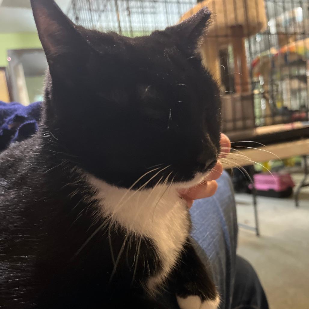 Enlarge Ruth, a Adoptable Domestic Short Hair in Chicago, IL image 1/6