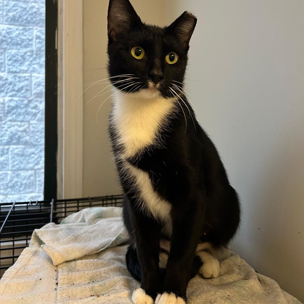 Enlarge Ruth, a Adoptable Domestic Short Hair in Chicago, IL image 2/6