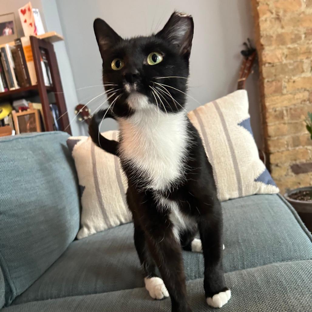 Enlarge Ruth, a Adoptable Domestic Short Hair in Chicago, IL image 3/6