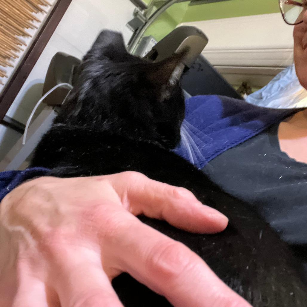 Enlarge Ruth, a Adoptable Domestic Short Hair in Chicago, IL image 4/6