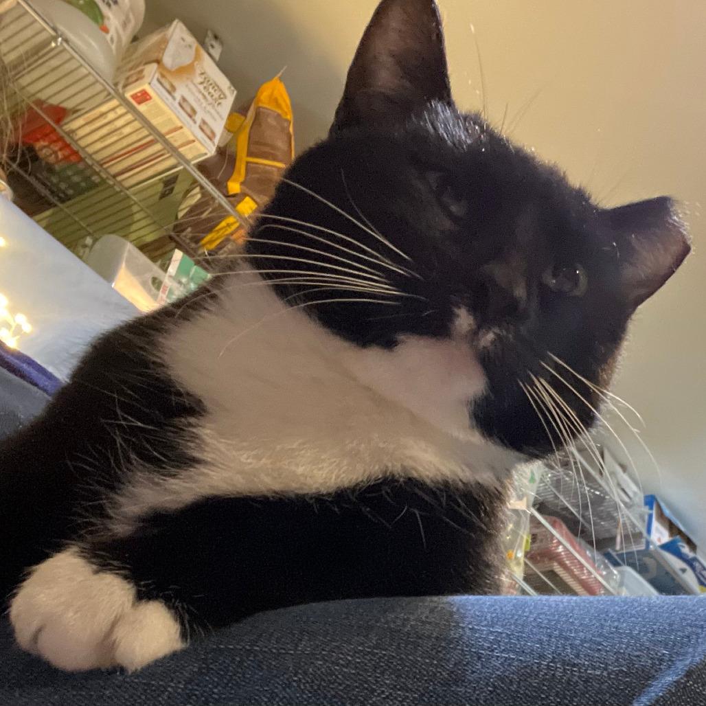 Enlarge Ruth, a Adoptable Domestic Short Hair in Chicago, IL image 5/6