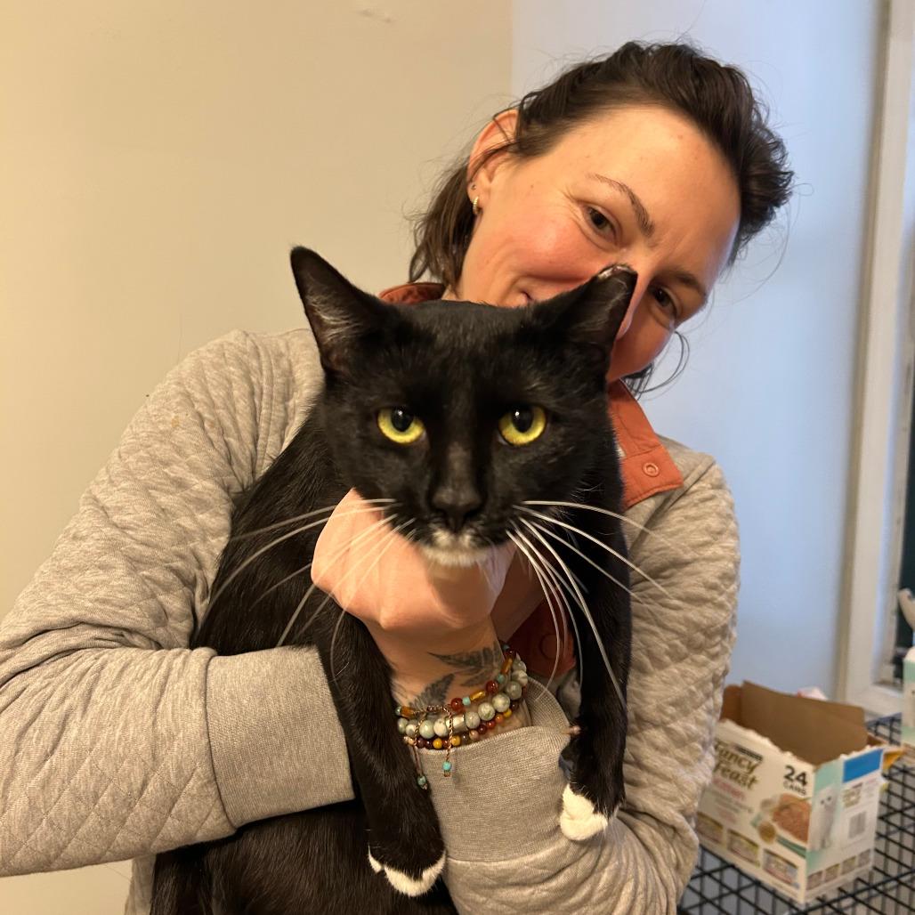 Enlarge Ruth, a Adoptable Domestic Short Hair in Chicago, IL image 6/6