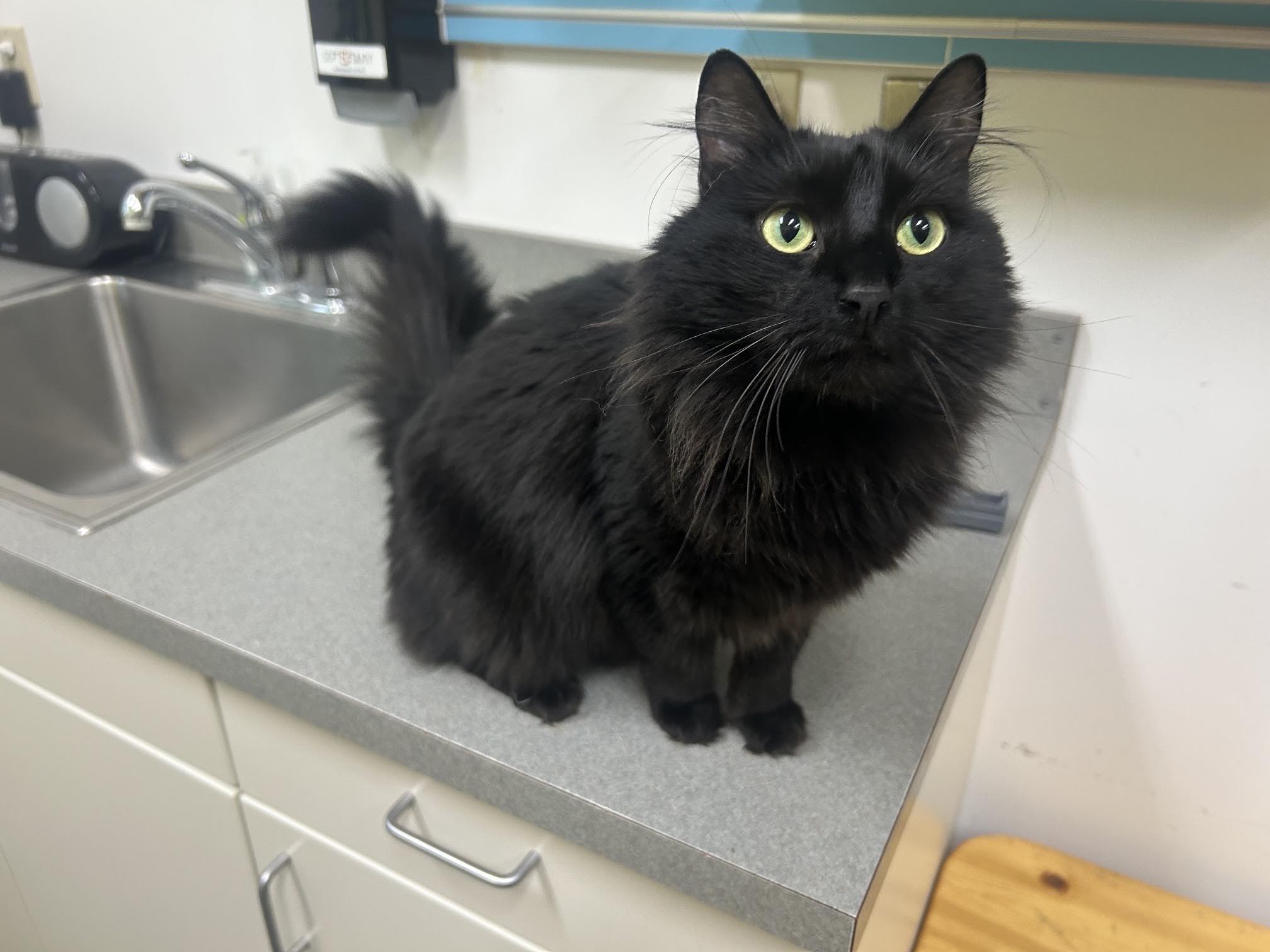 Luna, an adopted Domestic Long Hair in Homer, AK image 1/2