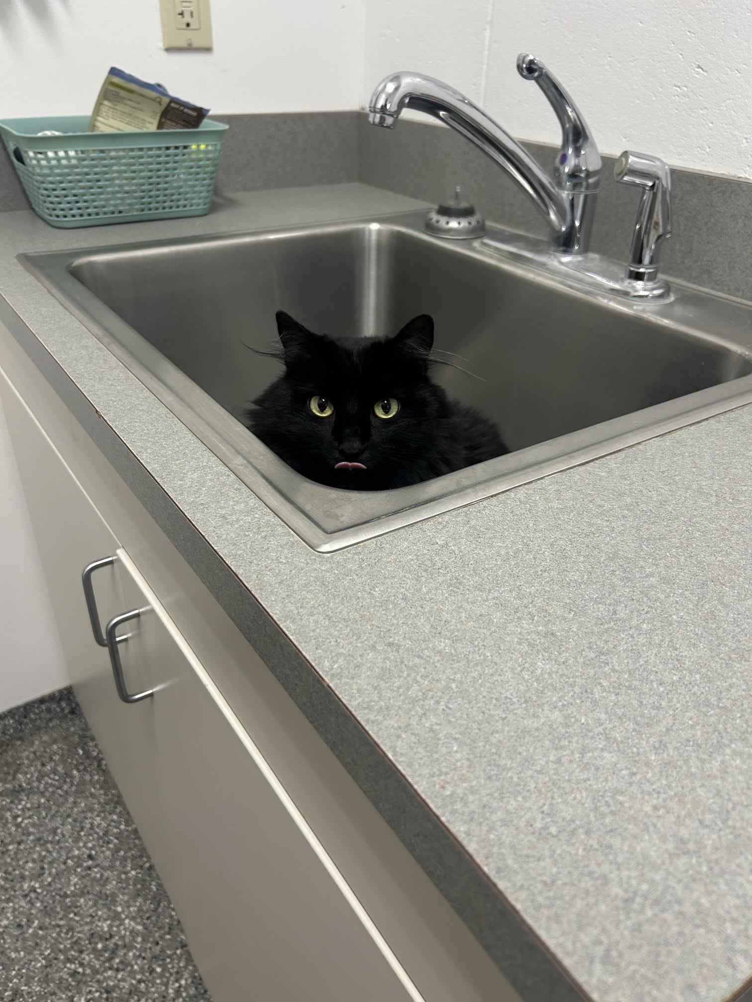 Luna, an adopted Domestic Long Hair in Homer, AK image 2/2