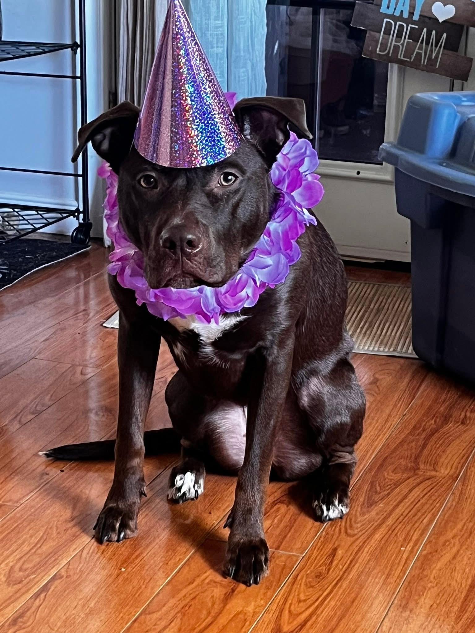 Enlarge Monroe (Dog) and/or Jade (Cat) , a ADOPTABLE mixed breed in North York, ON image 6/6