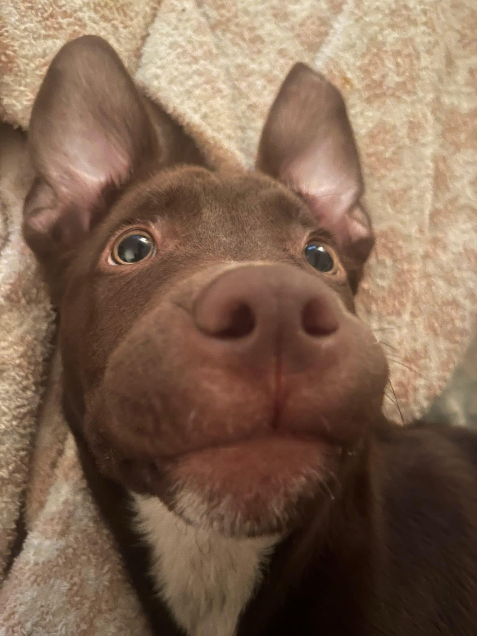 Enlarge Monroe (Dog) and/or Jade (Cat) , a ADOPTABLE mixed breed in North York, ON image 1/6