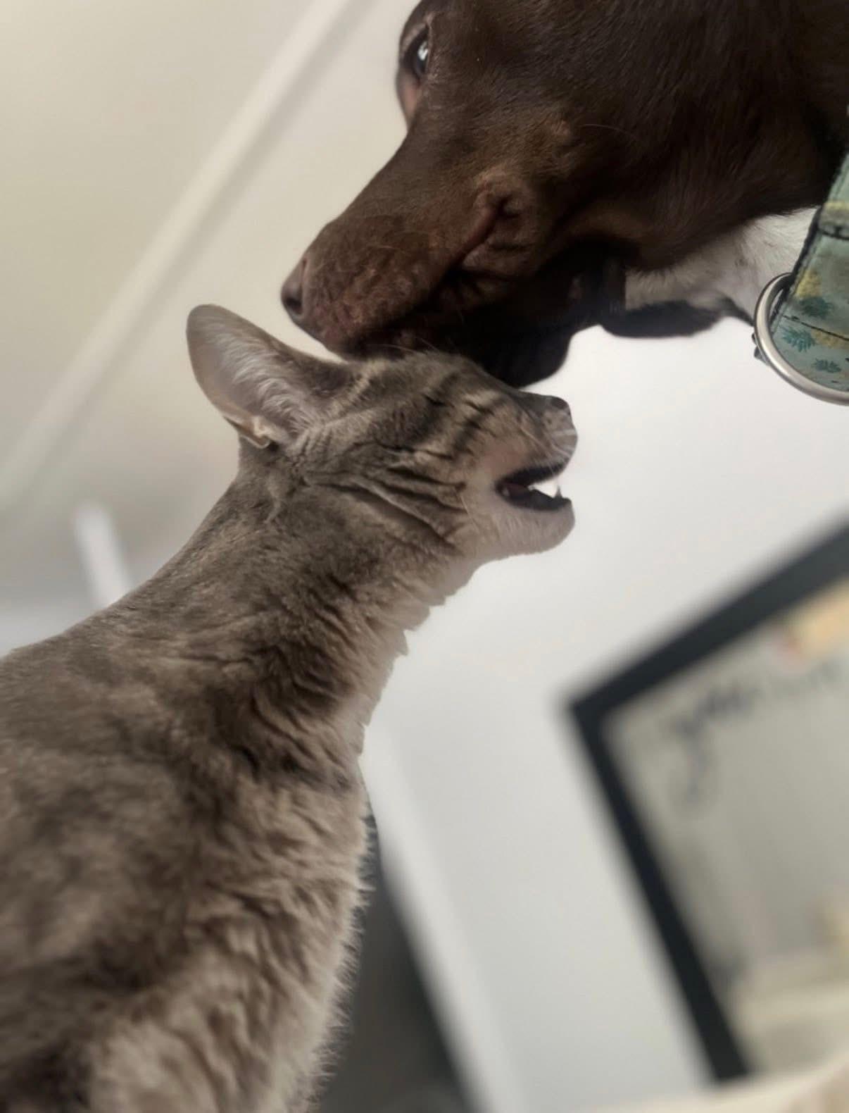 Enlarge Monroe (Dog) and/or Jade (Cat) , a ADOPTABLE mixed breed in North York, ON image 2/6