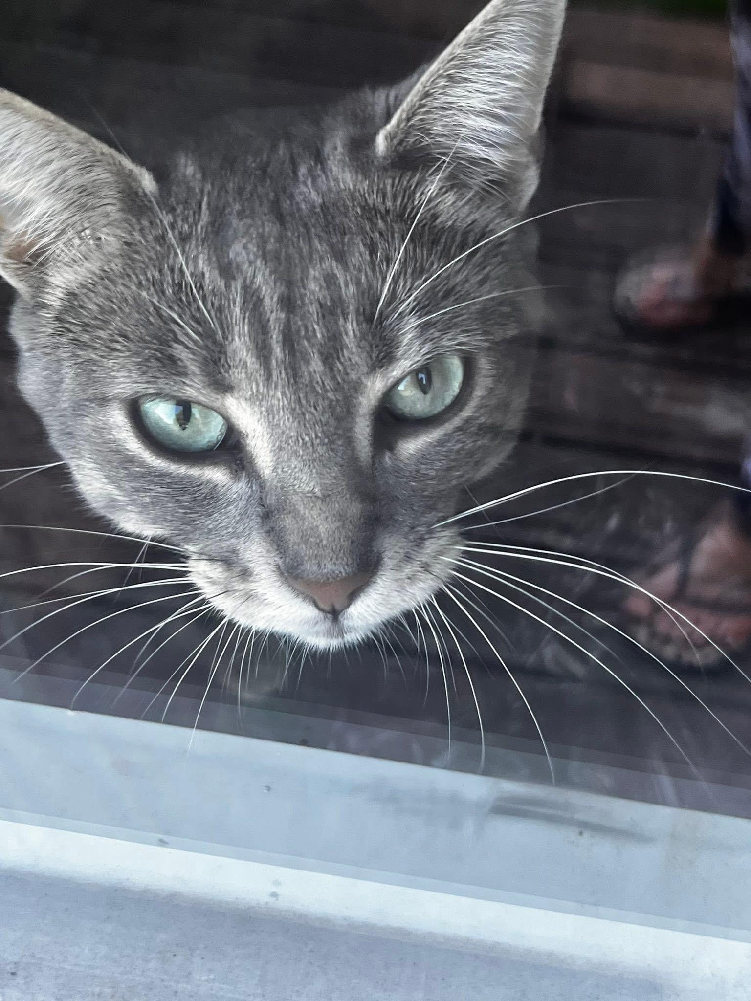 Enlarge Monroe (Dog) and/or Jade (Cat) , a ADOPTABLE mixed breed in North York, ON image 3/6