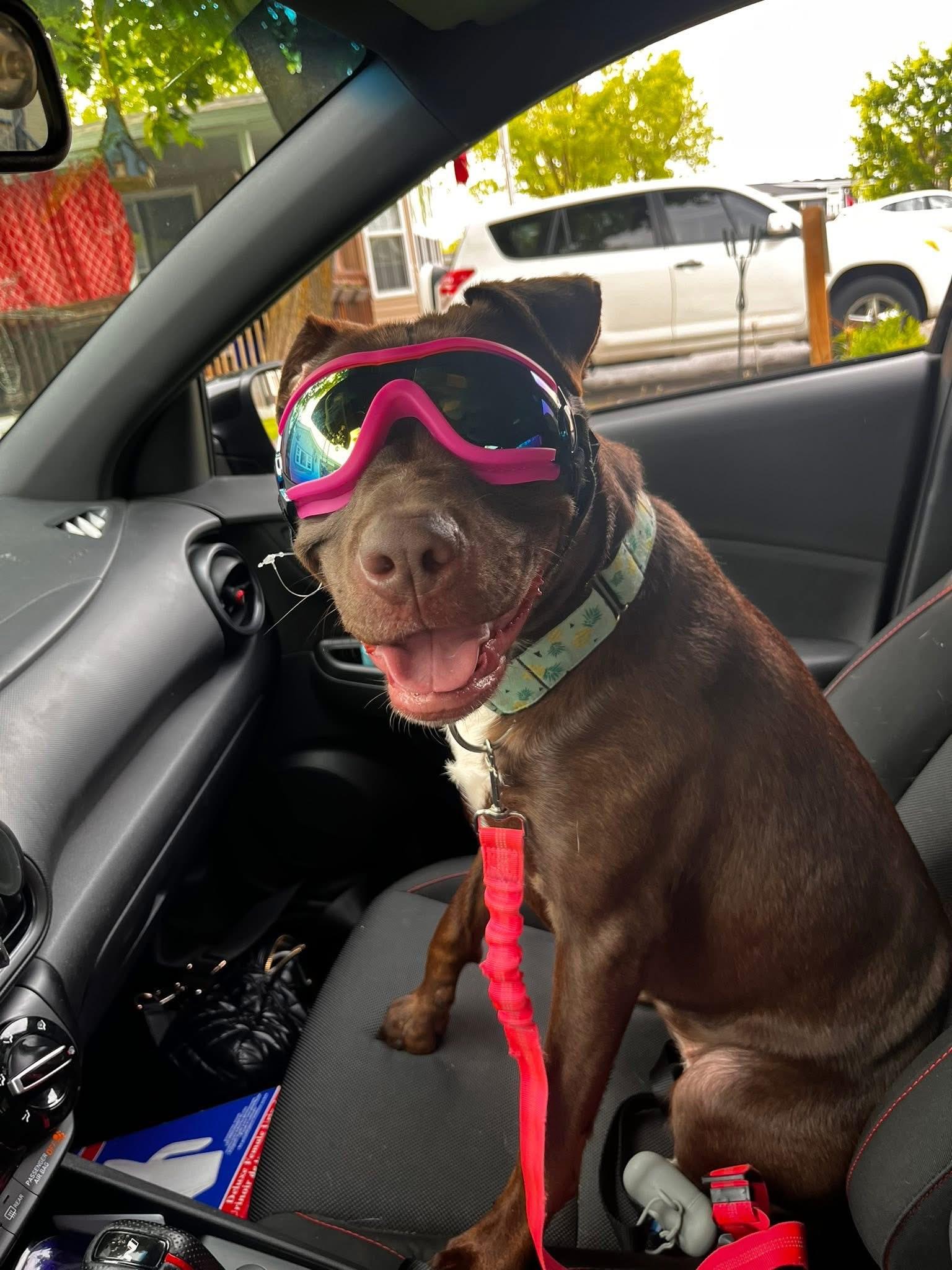 Enlarge Monroe (Dog) and/or Jade (Cat) , a ADOPTABLE mixed breed in North York, ON image 5/6