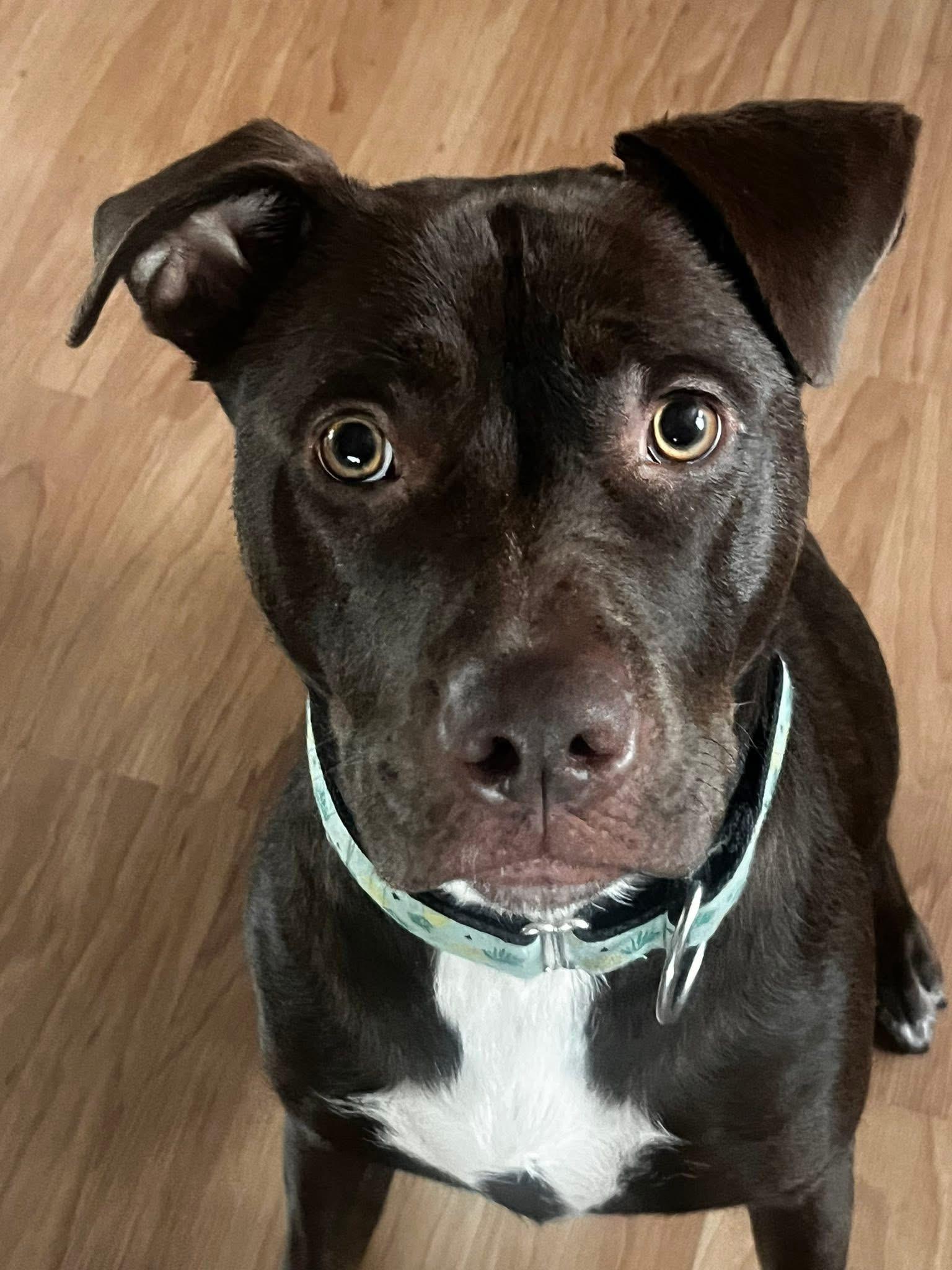 Enlarge Monroe (Dog) and/or Jade (Cat) , a ADOPTABLE mixed breed in North York, ON image 4/6