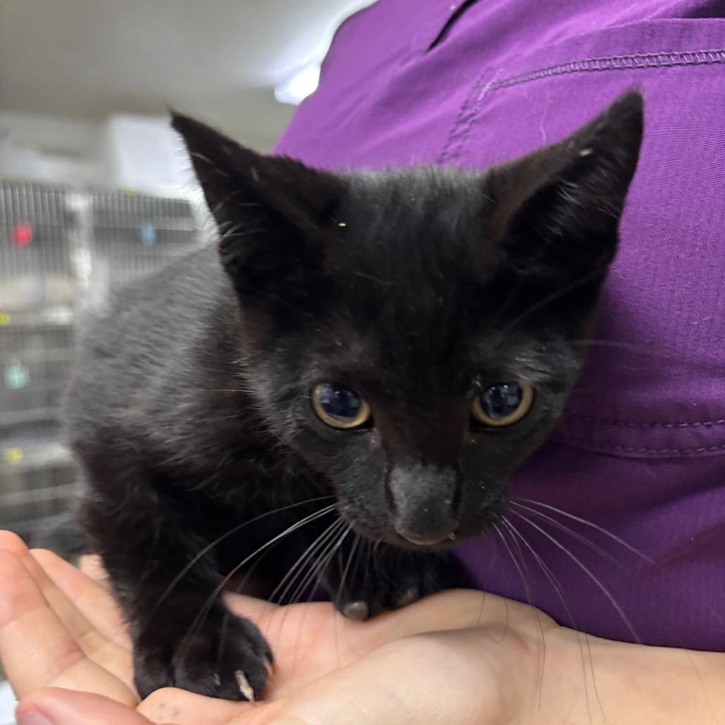 Enlarge Jim Lahey, a Adoptable Domestic Short Hair in Spokane, WA image 1/1