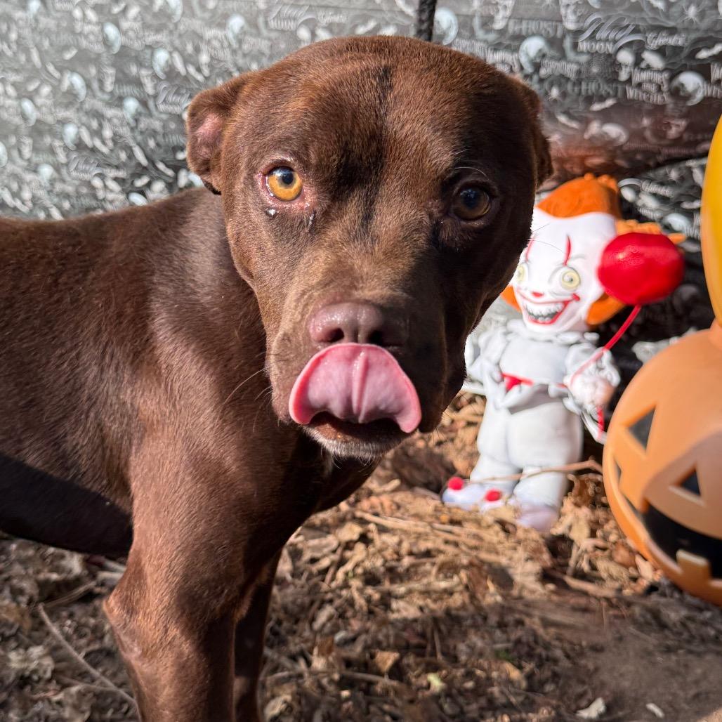 Bonsai, Adoptable, Adult Male Mixed Breed.