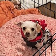 Enlarge Tabitha, a ADOPTABLE Chihuahua in Lexington, KY image 1/3