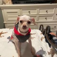 Enlarge Tabitha, a ADOPTABLE Chihuahua in Lexington, KY image 2/3