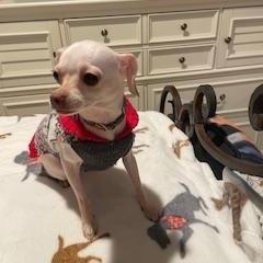 Enlarge Tabitha, a ADOPTABLE Chihuahua in Lexington, KY image 3/3