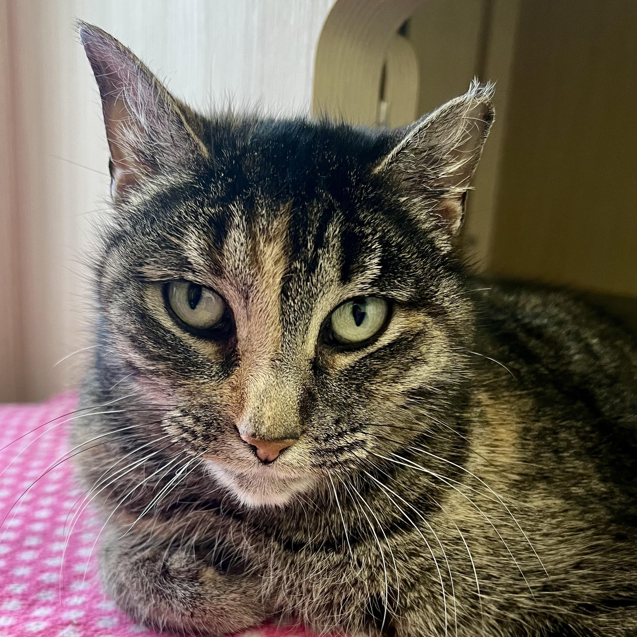 Bellamy, ADOPTABLE, Adult Female Domestic Short Hair.