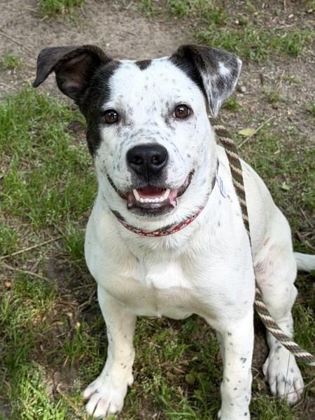 Kain - AVAILABLE TO FOSTER OR ADOPT, adopted, Young Male Australian Cattle Dog / Blue Heeler.